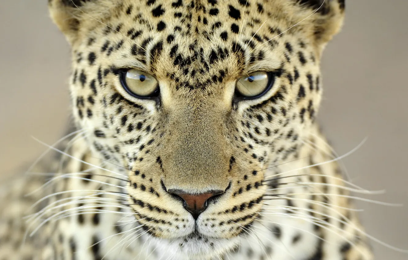 Фото обои усы, взгляд, 153, пятна, леопард