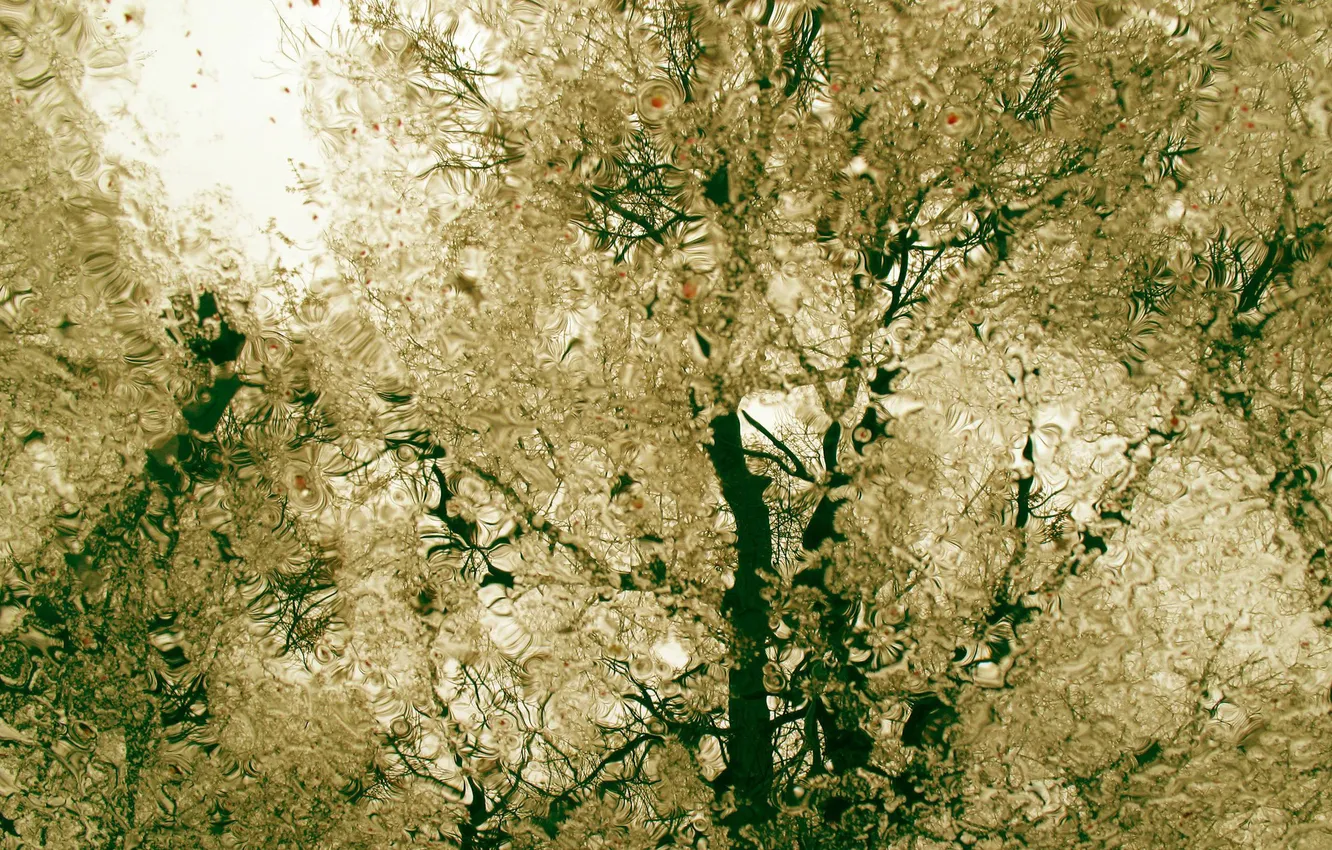 Фото обои осень, вода, капли, деревья, ветки, отражение, дождь, пасмурно