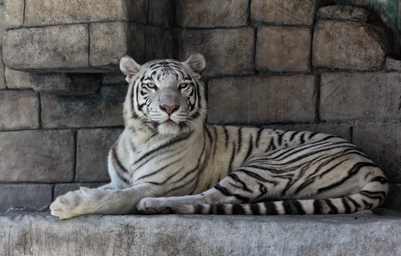 Фото обои кошка, камни, белый тигр