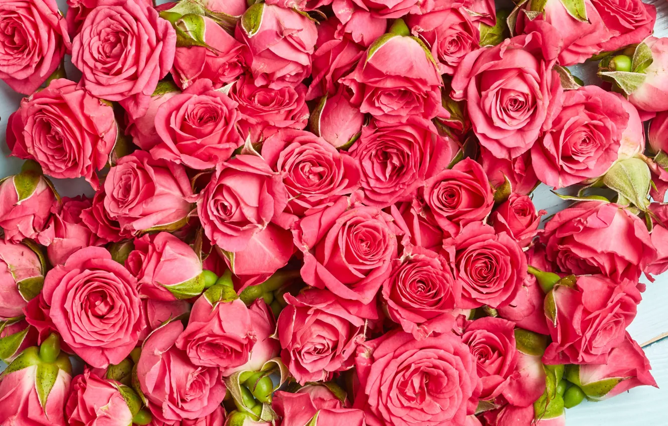 Фото обои цветы, розы, розовые, бутоны, wood, pink, flowers, roses