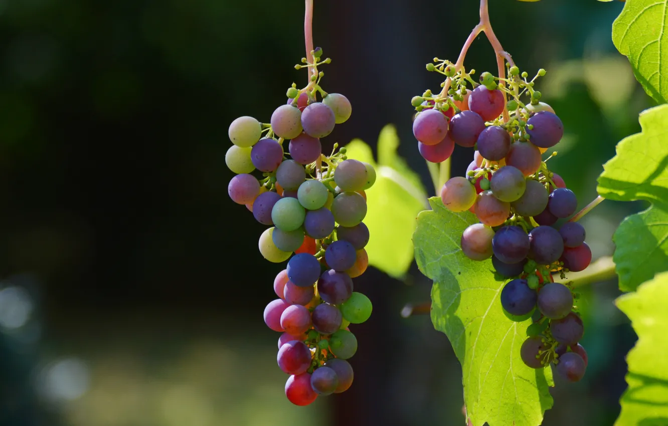 Фото обои fruits, Grapes, vineyard