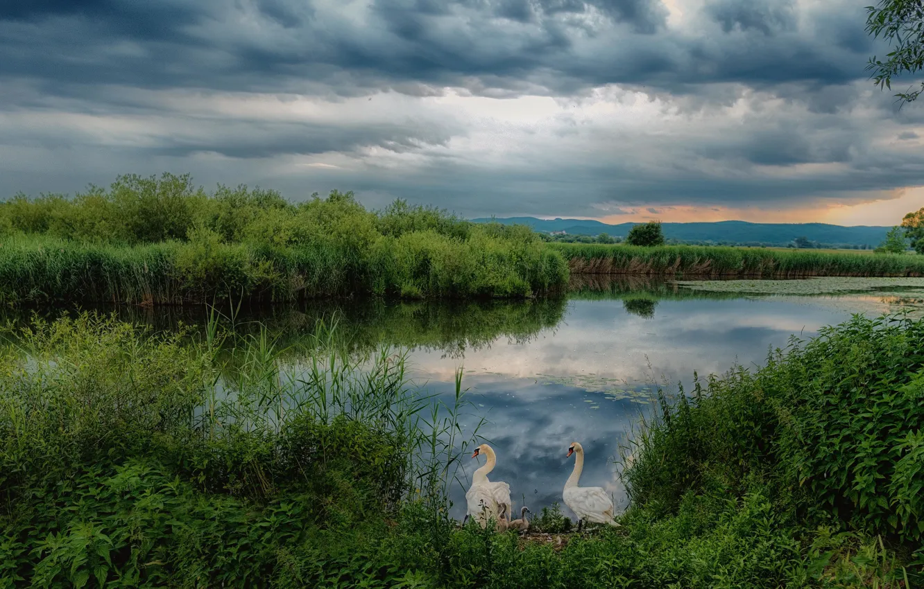 Фото обои трава, облака, озеро, пруд, заросли, берег, панорама, лебеди