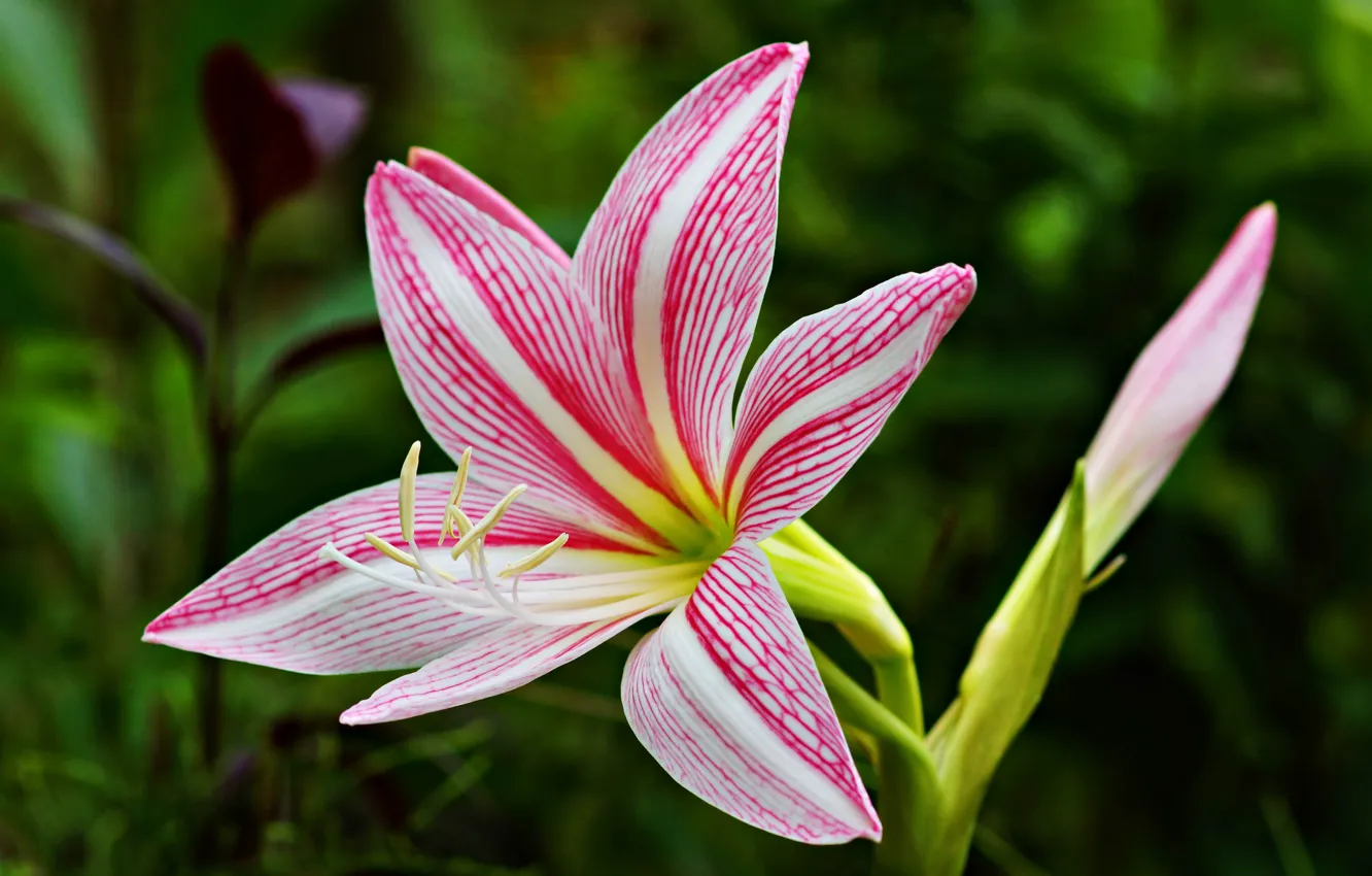 Фото обои Лилия, Lily, Pink Lily, Розовая лилия