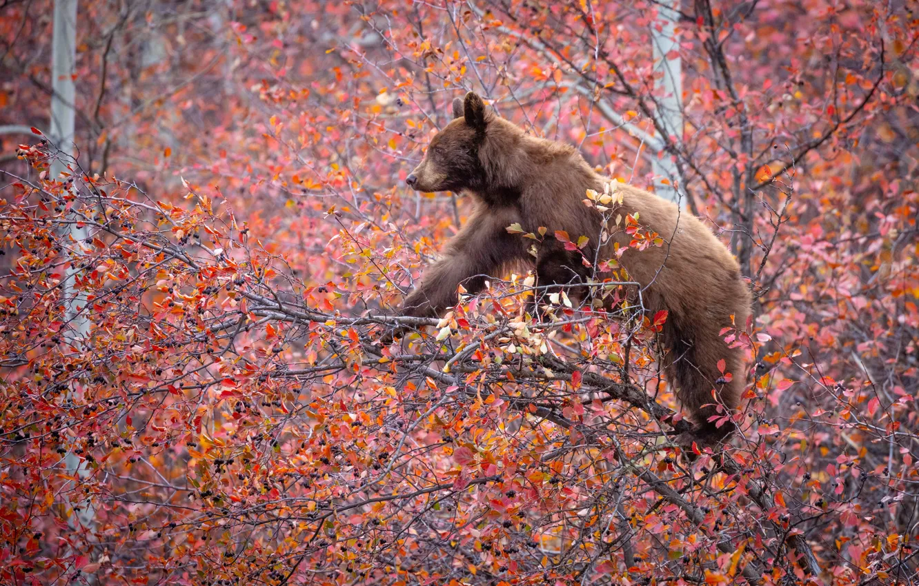 Фото обои осень, ветки, ягоды, дерево, медведь, на дереве