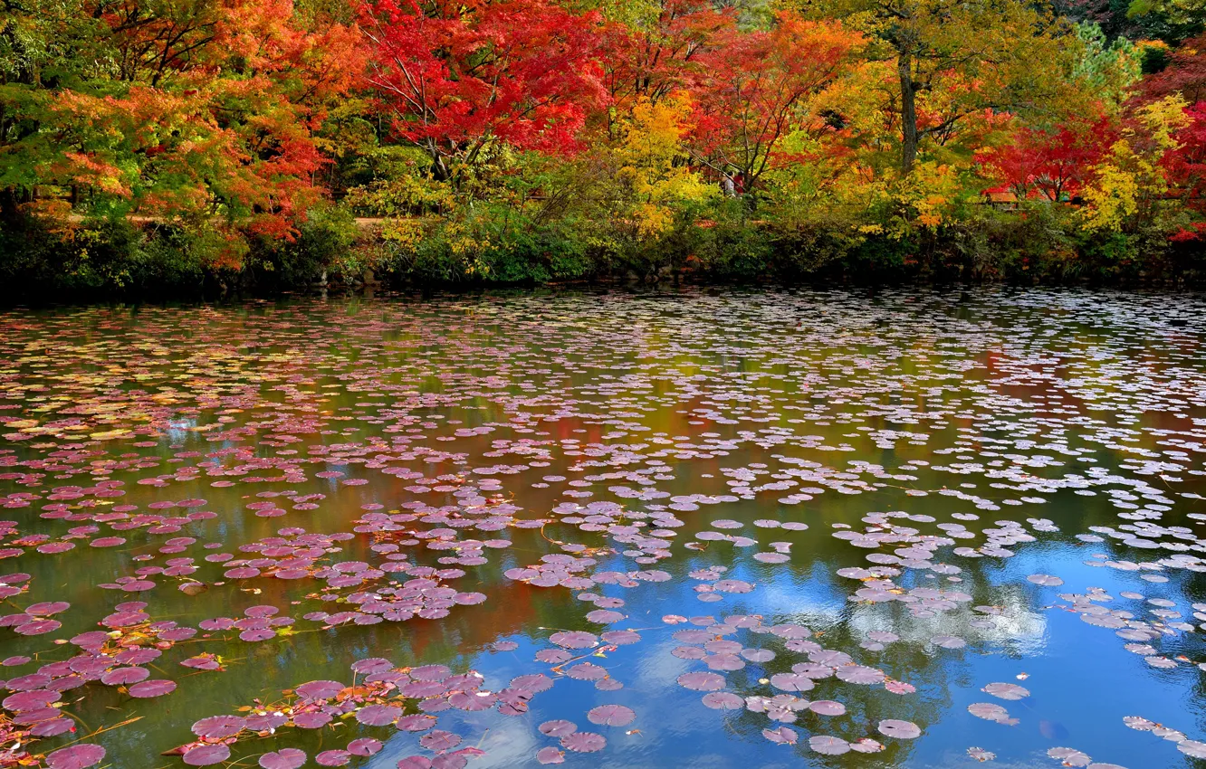 Фото обои осень, деревья, пруд, парк, тропинка