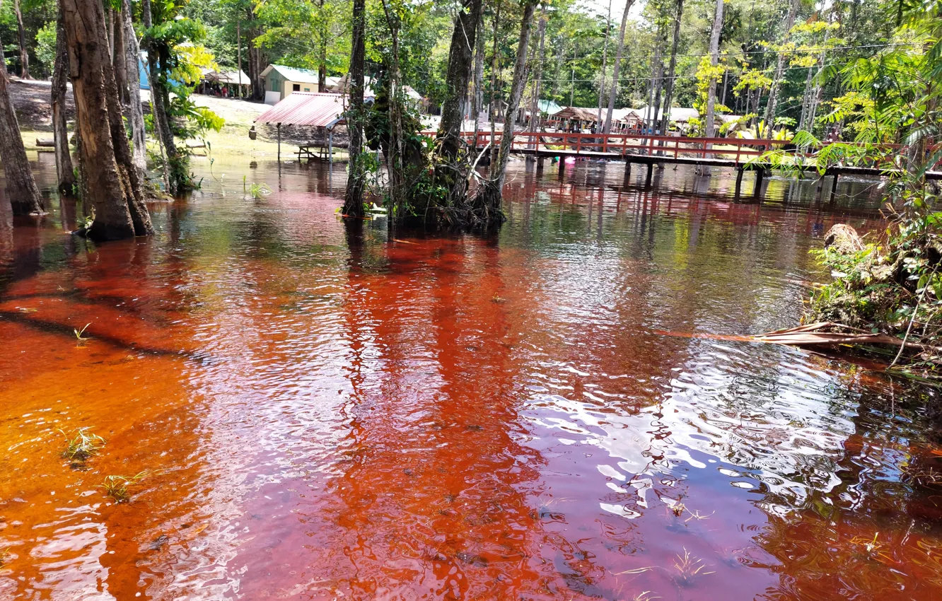 Фото обои Nature in Suriname, Forest Suriname, Owos Suriname, Dark springwater rainforest Suriname