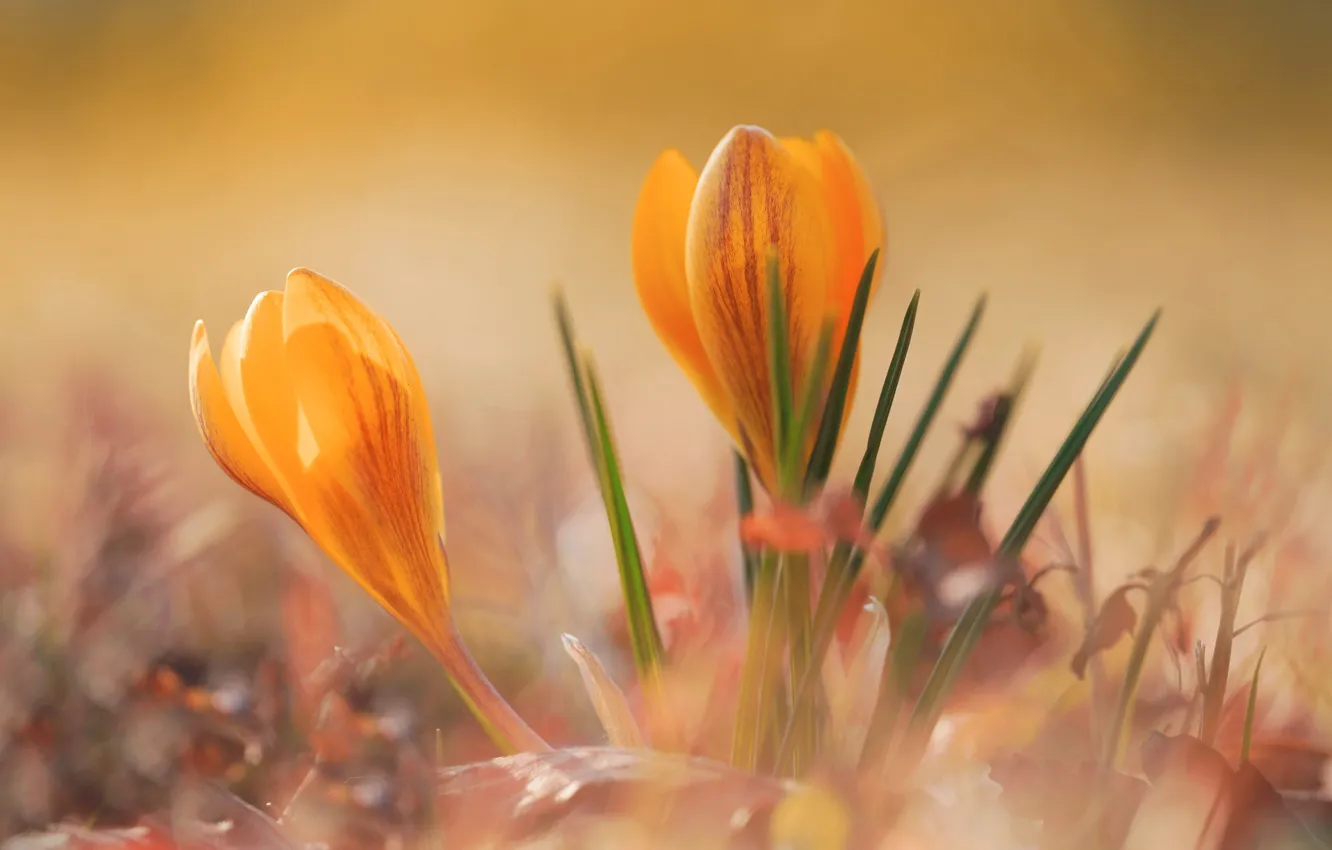 Фото обои цветы, весна, желтые, крокусы, боке