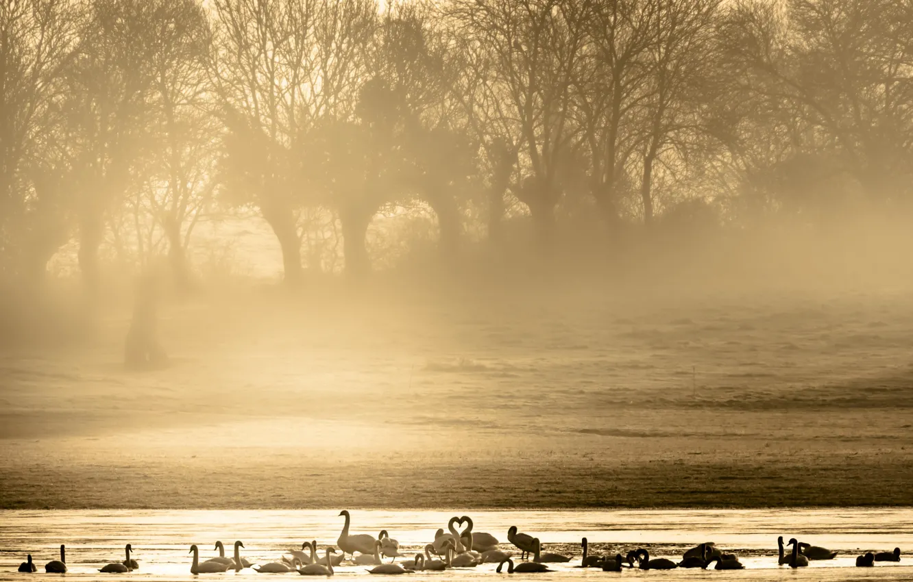 Фото обои птицы, туман, утро