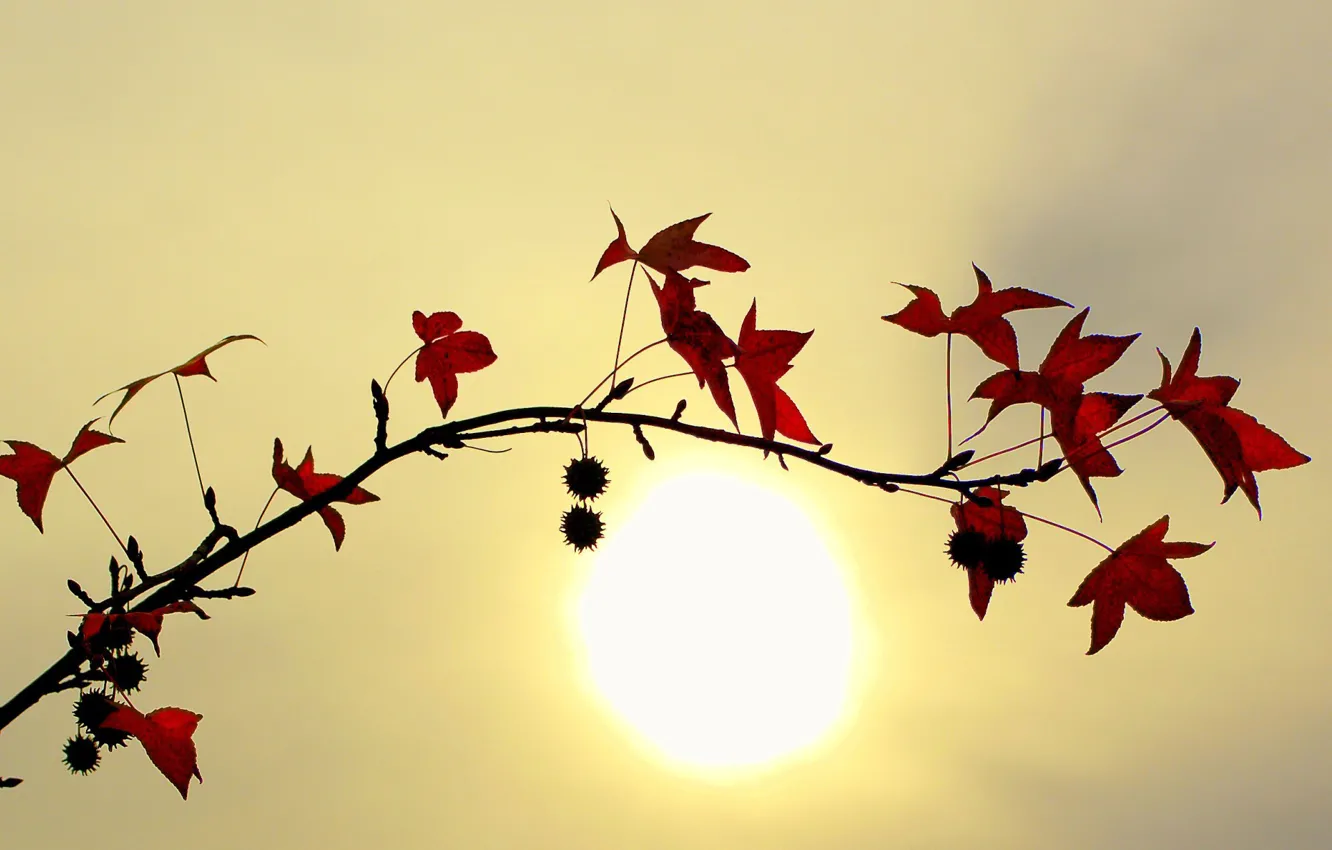 Фото обои листья, солнце, Ветка