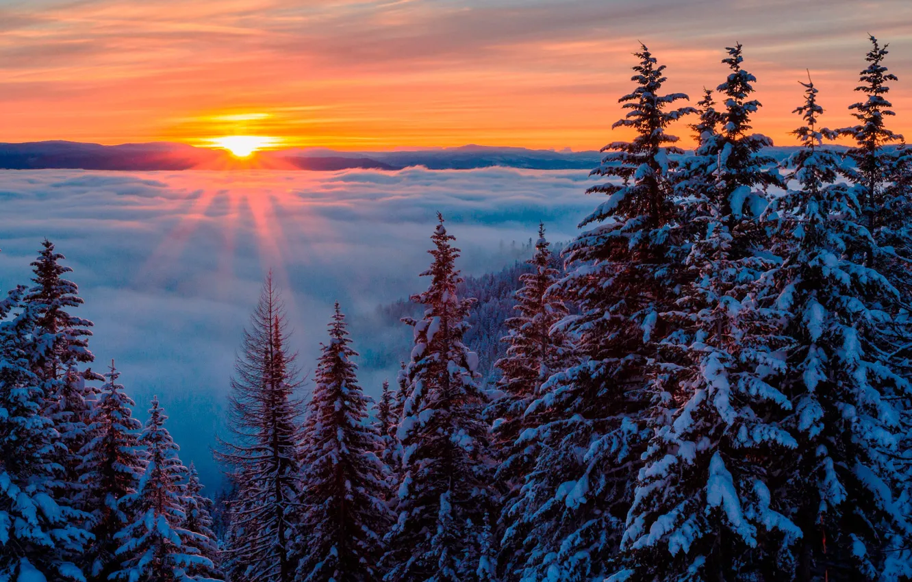 Фото обои зима, лес, небо, солнце, облака, снег, деревья, туман