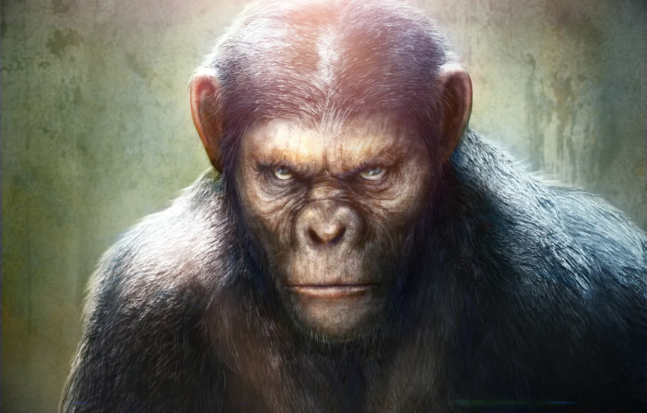 Фото обои monkey, Rise of the Planet of the Apes, Восстание планеты обезьян, Caesar