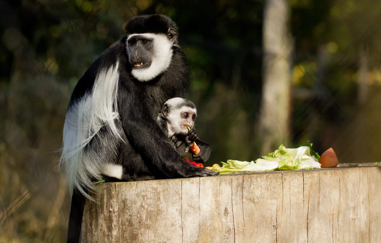 Фото обои зелень, еда, обезьяны, детёныш, боке