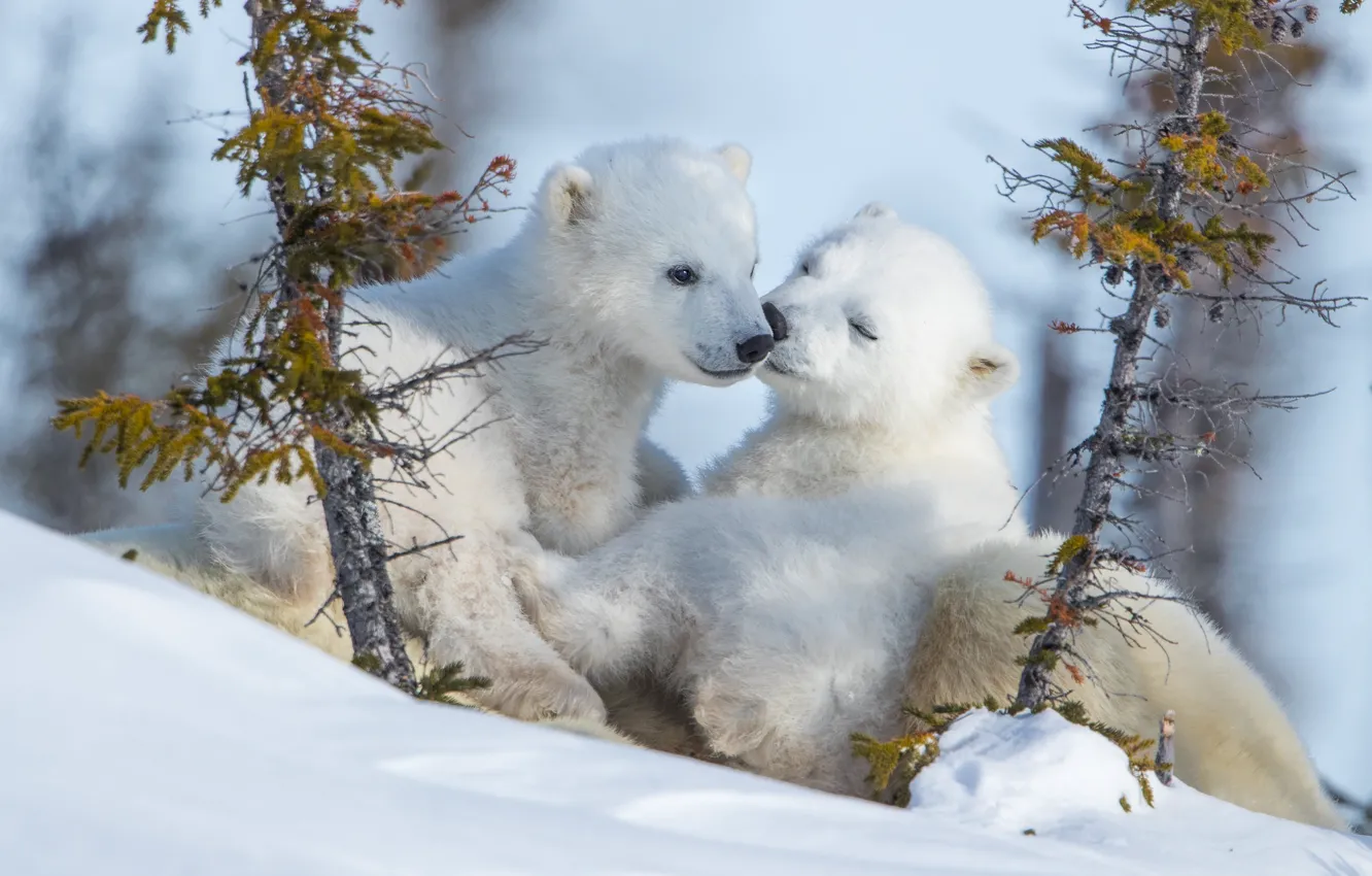 Фото обои зима, снег, природа, медвежата, белые медведи, два медвежонка
