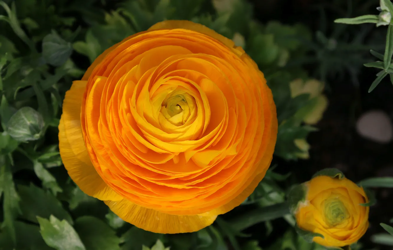 Фото обои flower, yellow, жёлтые, боке, bokeh, Ранункулюсы