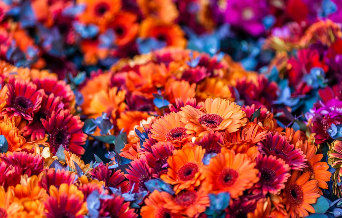 Фото обои цветы, оранжевые, много, букеты