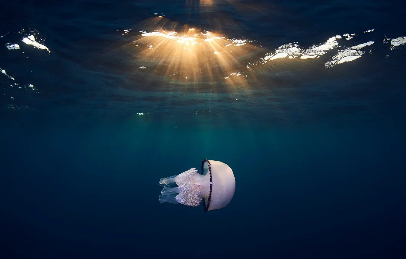 Фото обои море, природа, медуза