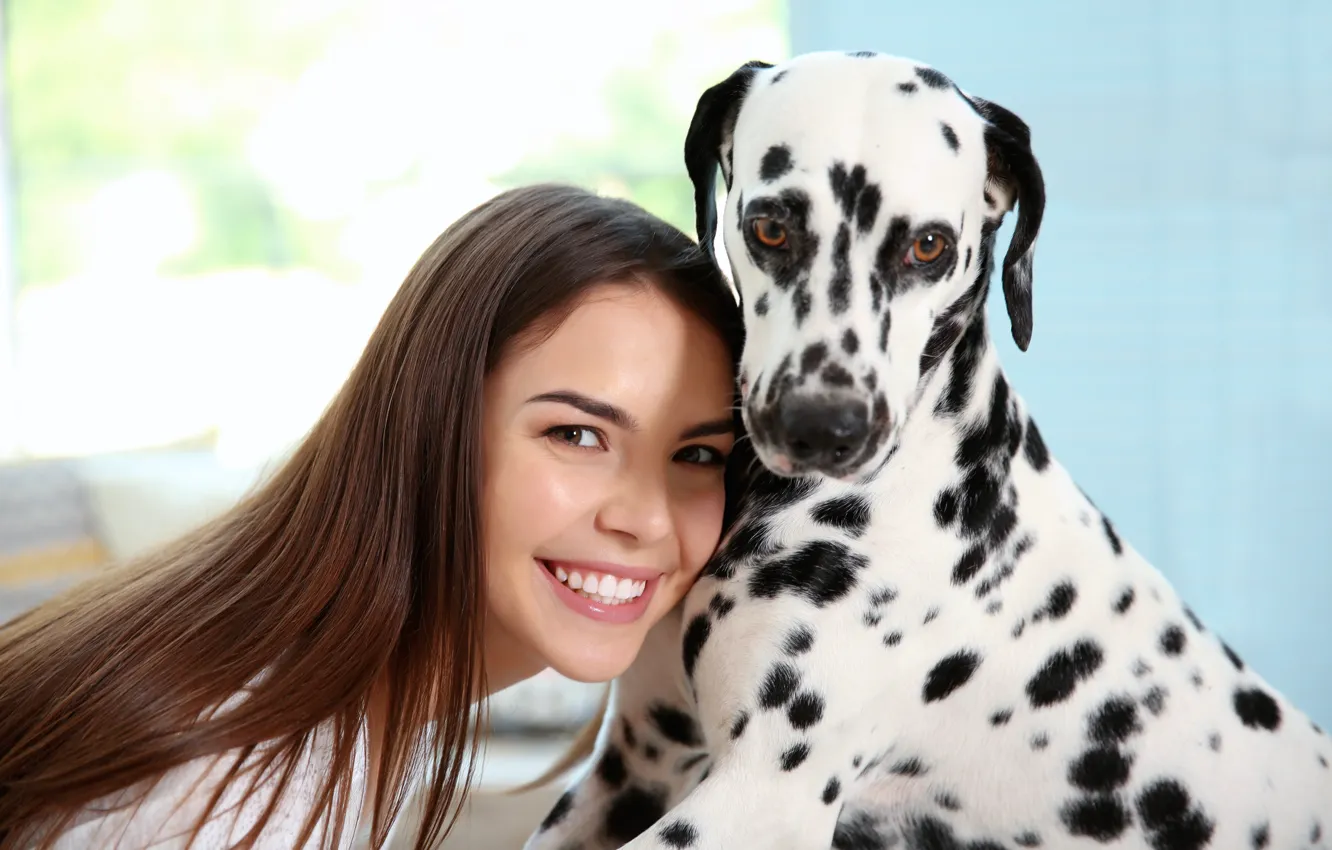 Фото обои собака, далматин, dog, dalmatian