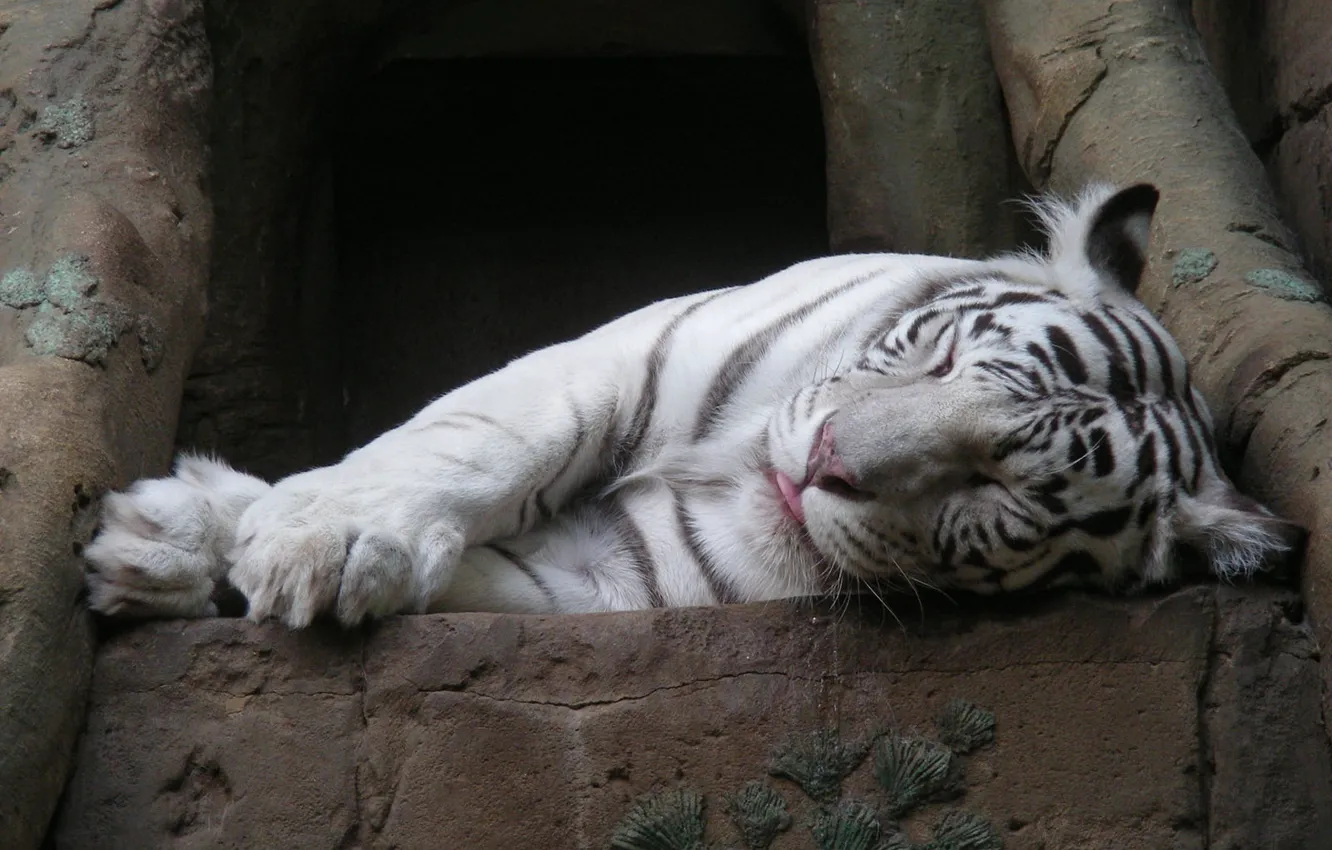 Фото обои спит, белый тигр, Tiger