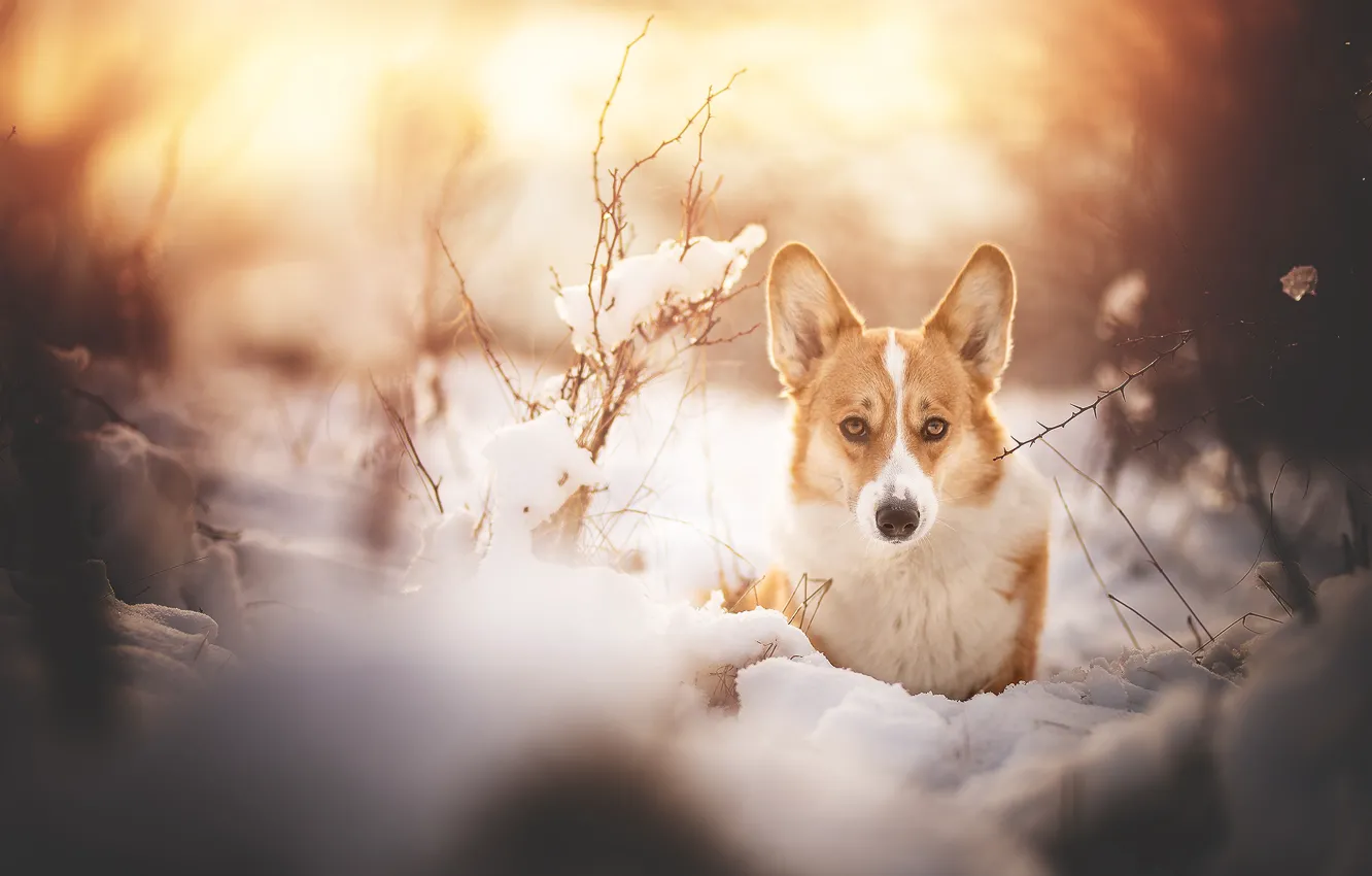 Фото обои зима, взгляд, снег, ветки, собака, Вельш-корги