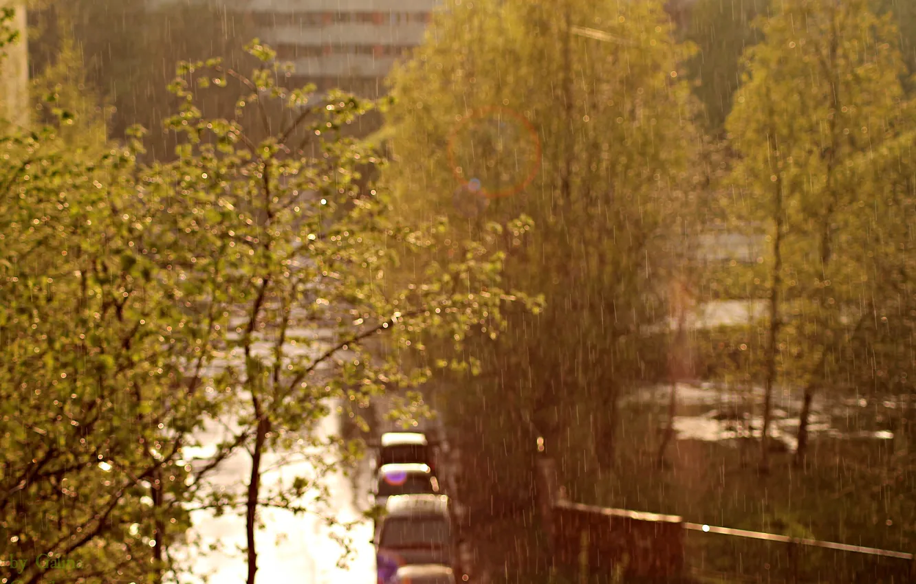 Фото обои дорога, деревья, дождь, листва, солнечно