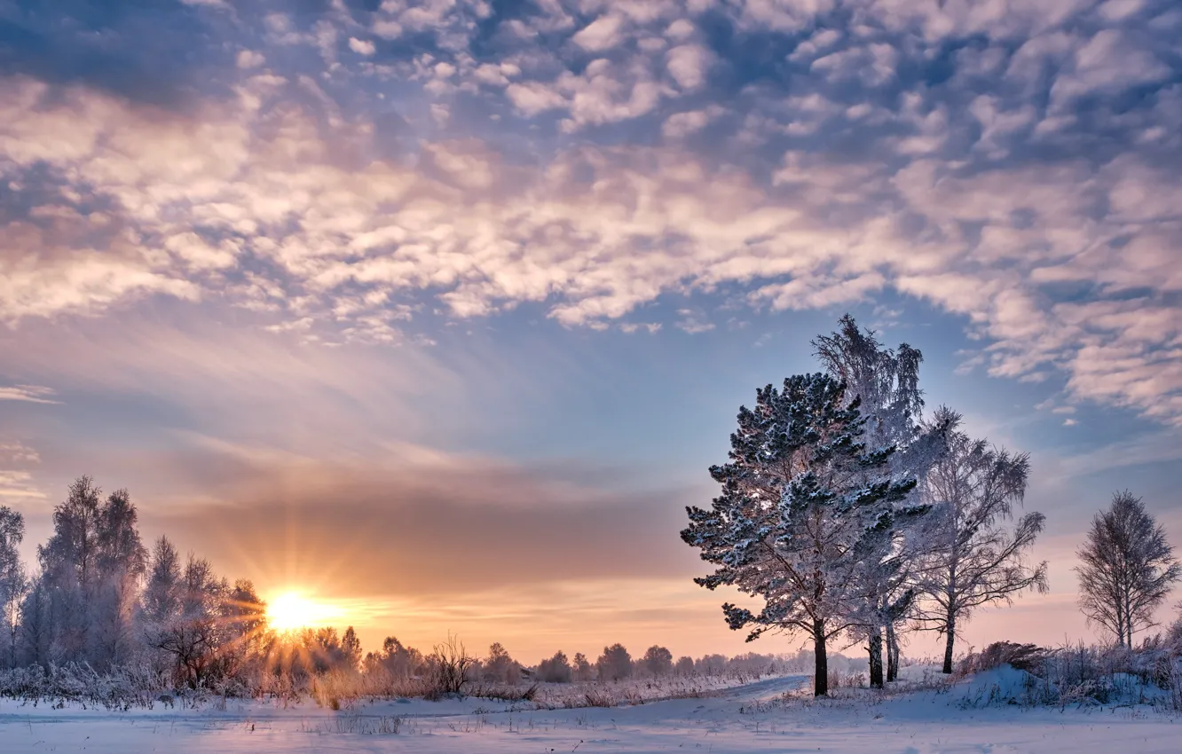 Фото обои зима, небо, солнце, облака, лучи, деревья, мороз, Константин Леонтьев