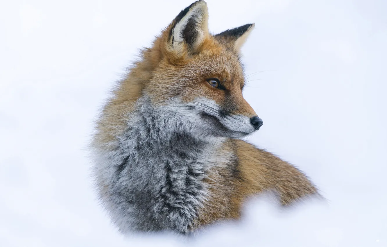 Фото обои зима, взгляд, снег, природа, портрет, лиса, белый фон, мордашка