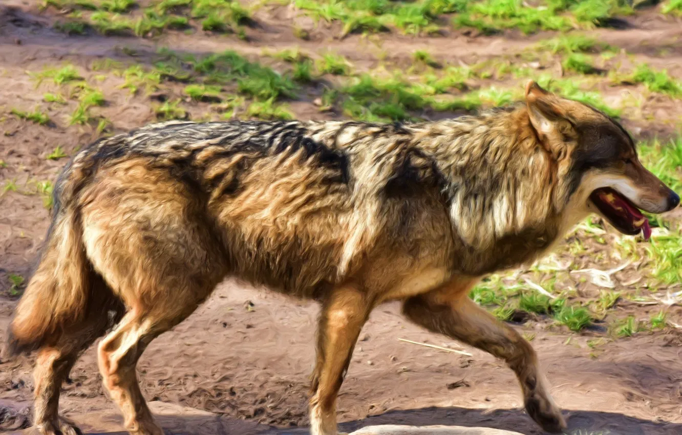 Фото обои fantasy, nature, art, snow, predator, face, animal, wolf