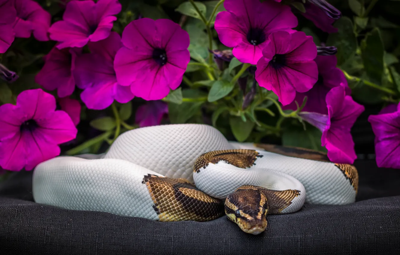 Фото обои цветы, змея, Питон, петуния