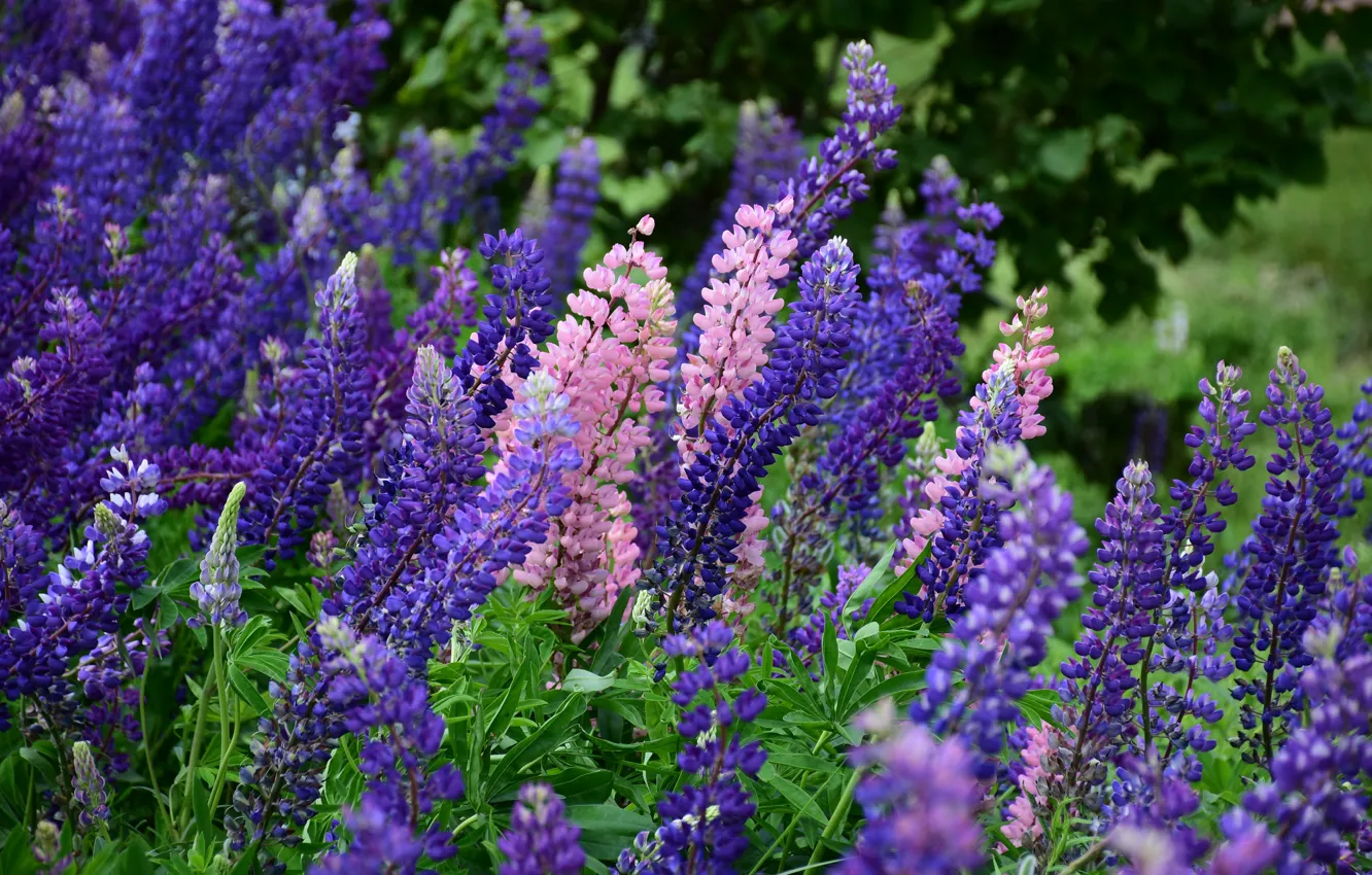 Фото обои лето, цветы, сад, розовые, кусты, много, сиреневые, люпины