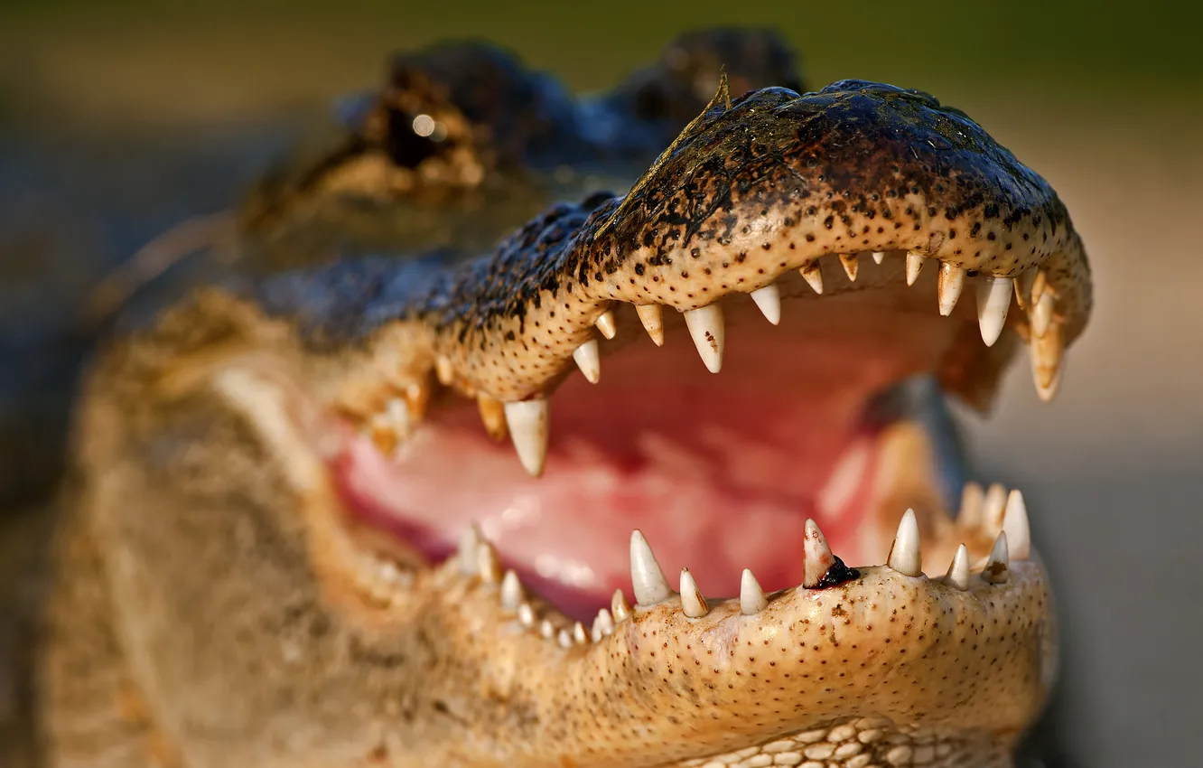 Фото обои морда, челюсти, хищник, зубы, крокодил, пасть