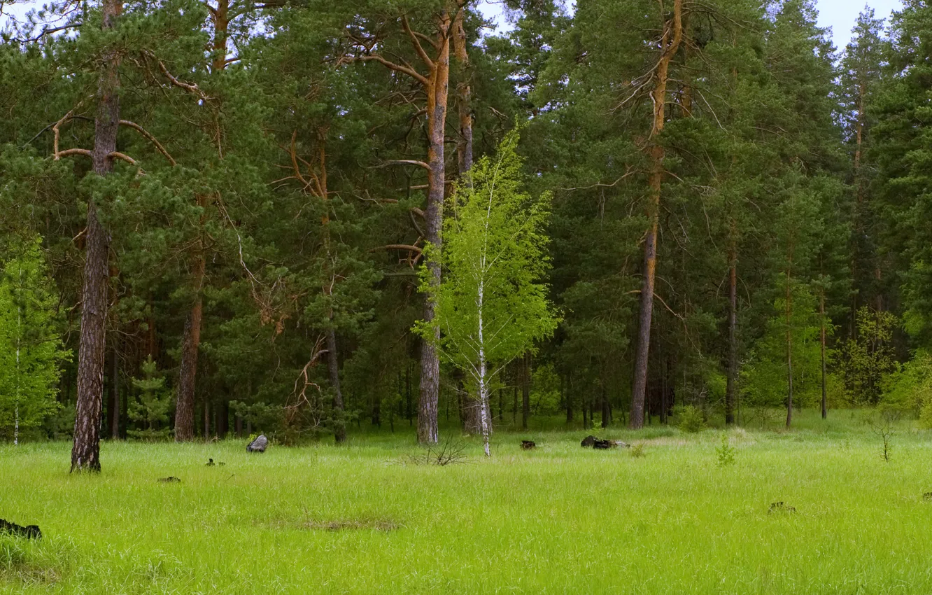 Фото обои лес, зеленый, береза, сосна, донецкая область