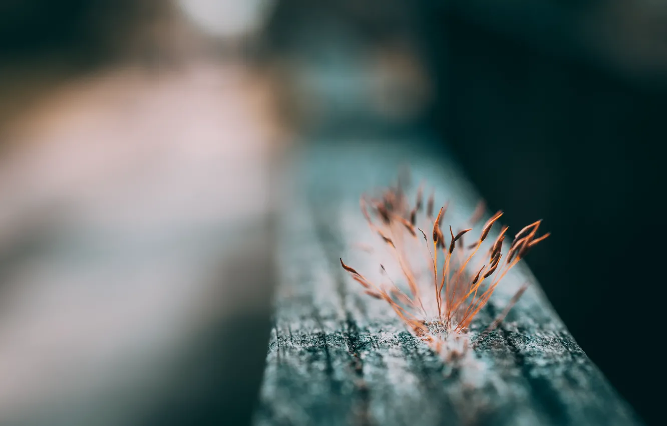 Фото обои Nature, Flame, Macro