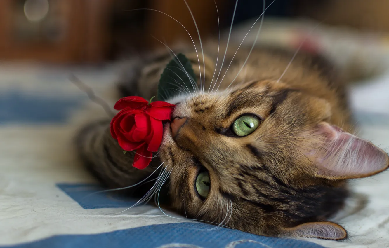 Фото обои кошка, цветок, усы, крупный план, роза, размытие, красная