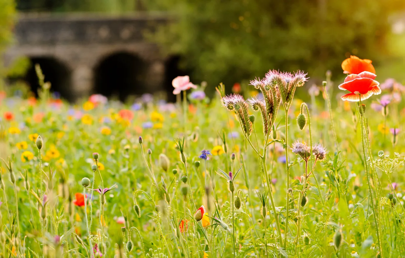 Фото обои поле, трава, цветы, мост, река, мак, луг