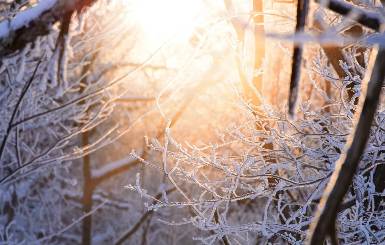 Фото обои зима, свет, снег, ветки, природа