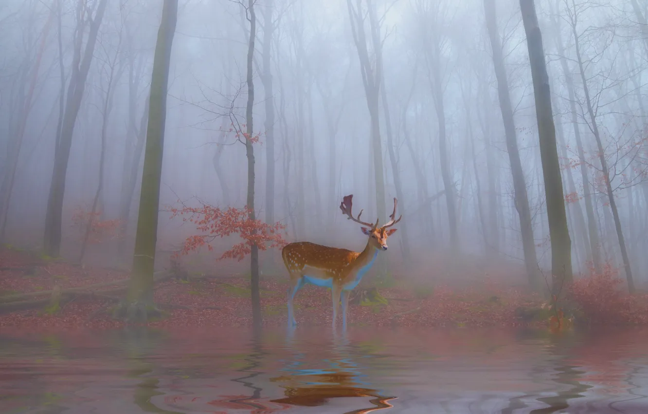 Фото обои лес, туман, рендеринг, берег, олень, утро, арт, олененок