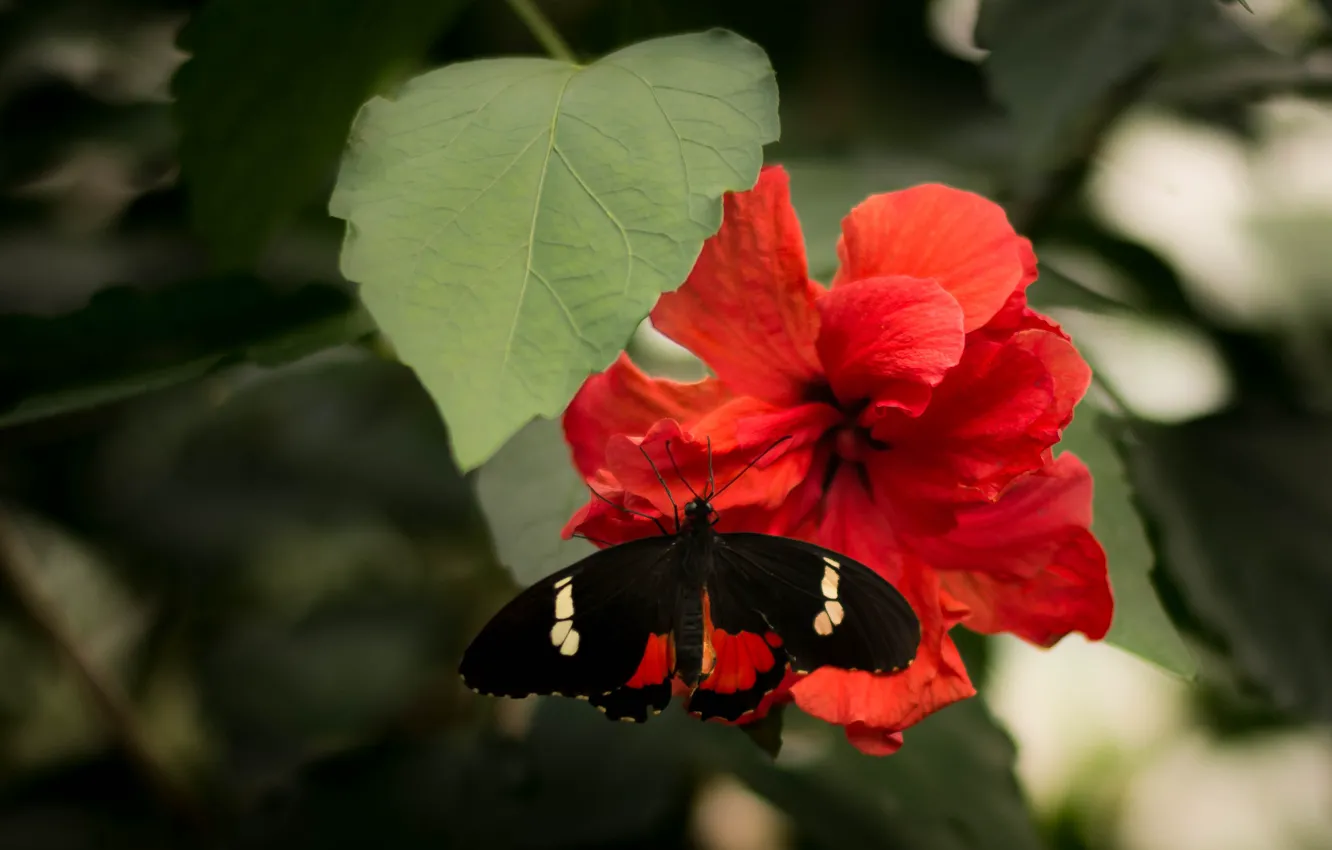 Фото обои цветок, макро, красный, бабочка, гибискус