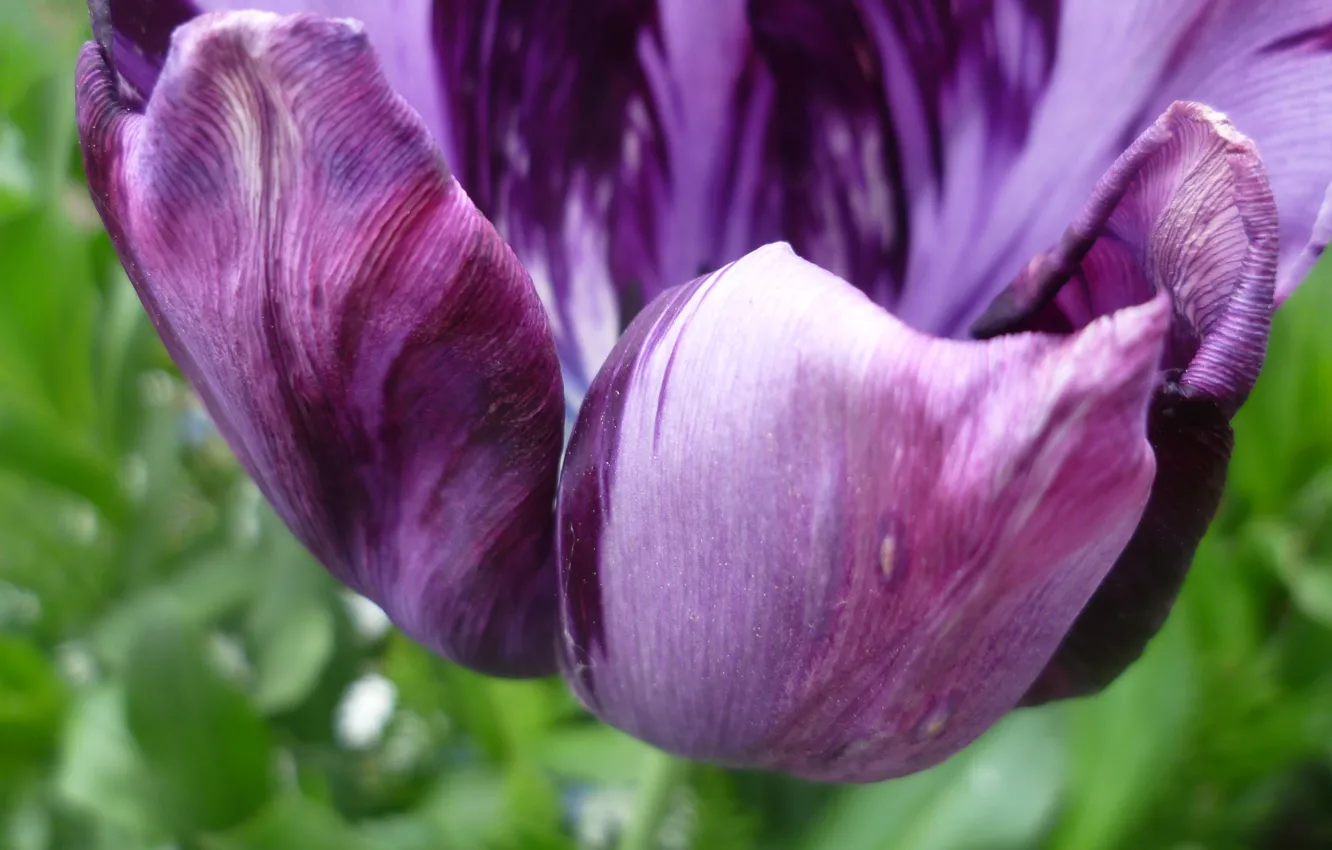 Фото обои фиолетовый, макро, цветы, тюльпаны