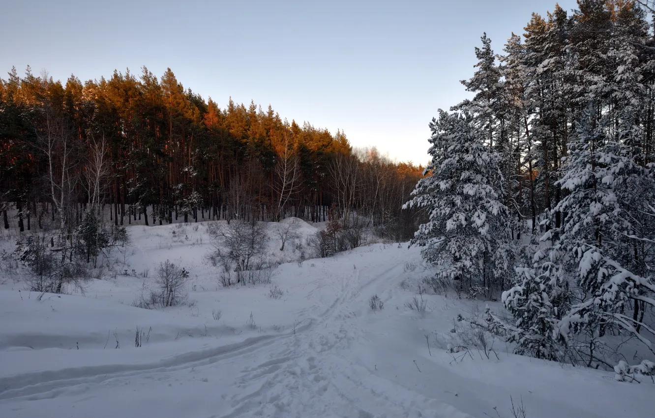 Фото обои зима, лес, снег, пейзаж