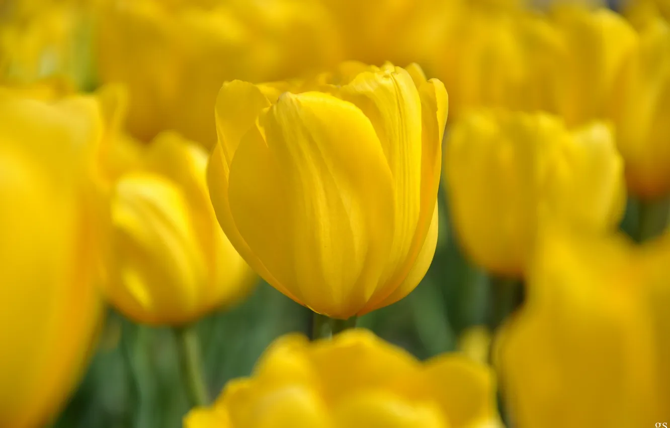 Фото обои поле, природа, весна, желтые, тюльпаны, много