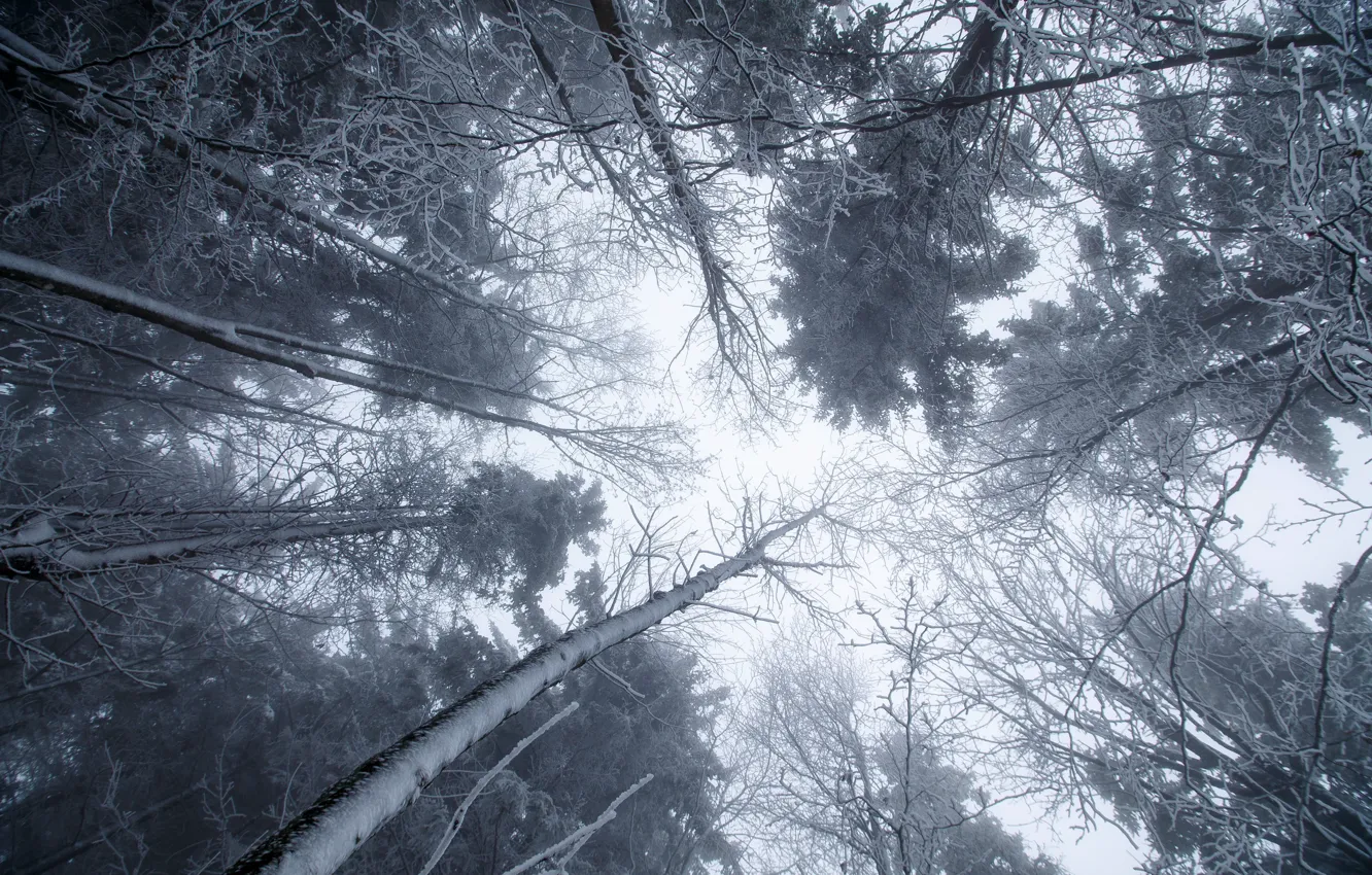 Фото обои зима, снег, деревья