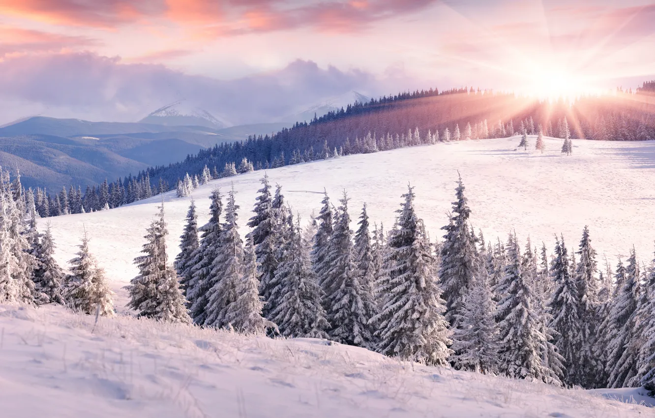 Фото обои зима, поле, лес, небо, солнце, облака, лучи, снег