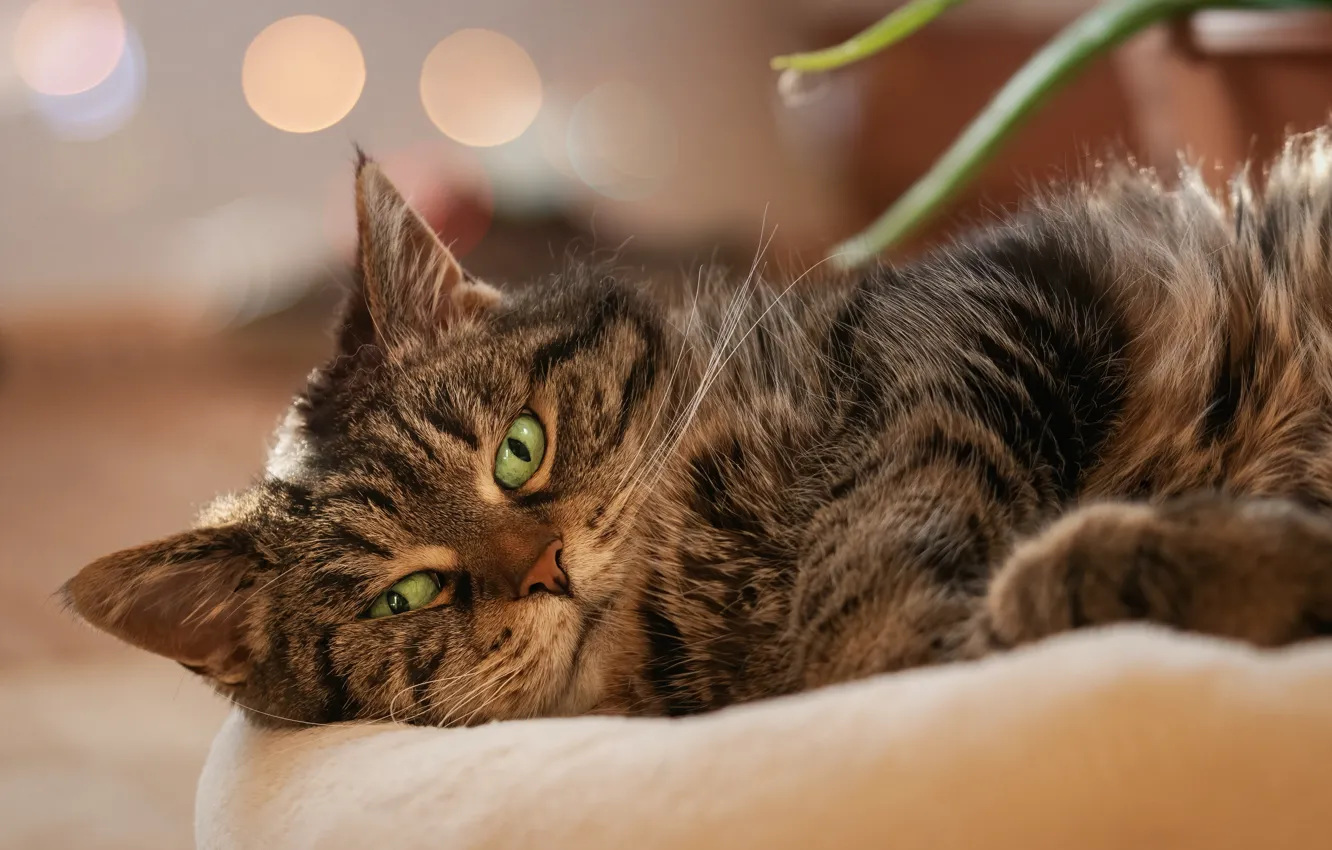 Фото обои кошка, кот, взгляд, морда, лежит