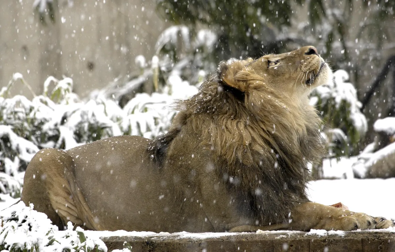 Фото обои взгляд, снег, лев