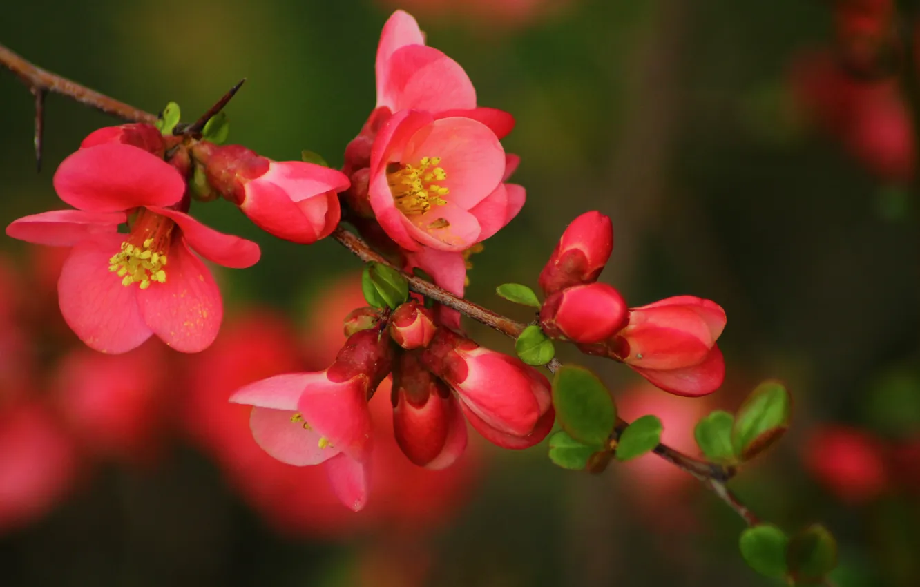 Фото обои ветка, Весна, цветение, flowers, боке, bokeh, spring, flowering