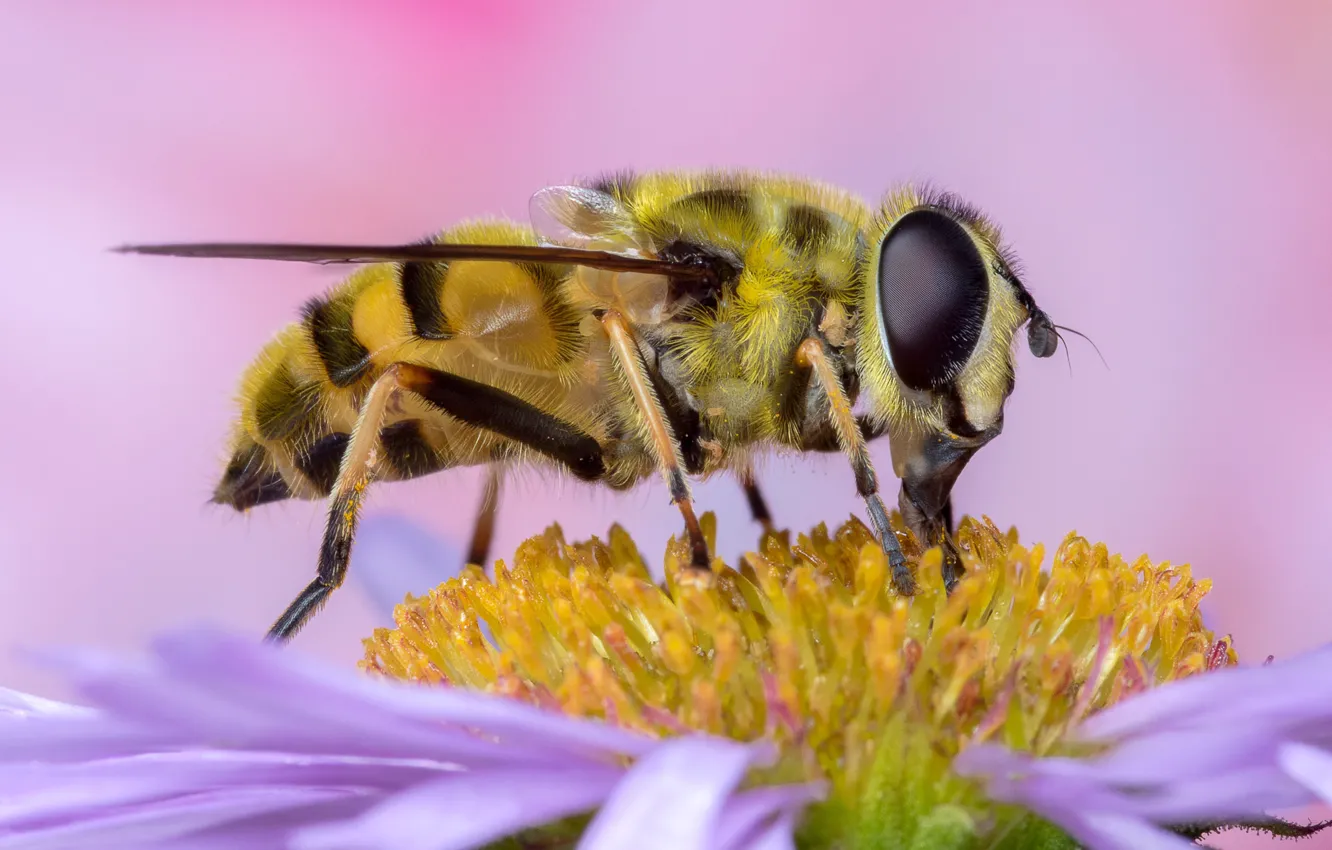 Фото обои цветок, глаза, макро, пчела, фон, розовый, лепестки, насекомое