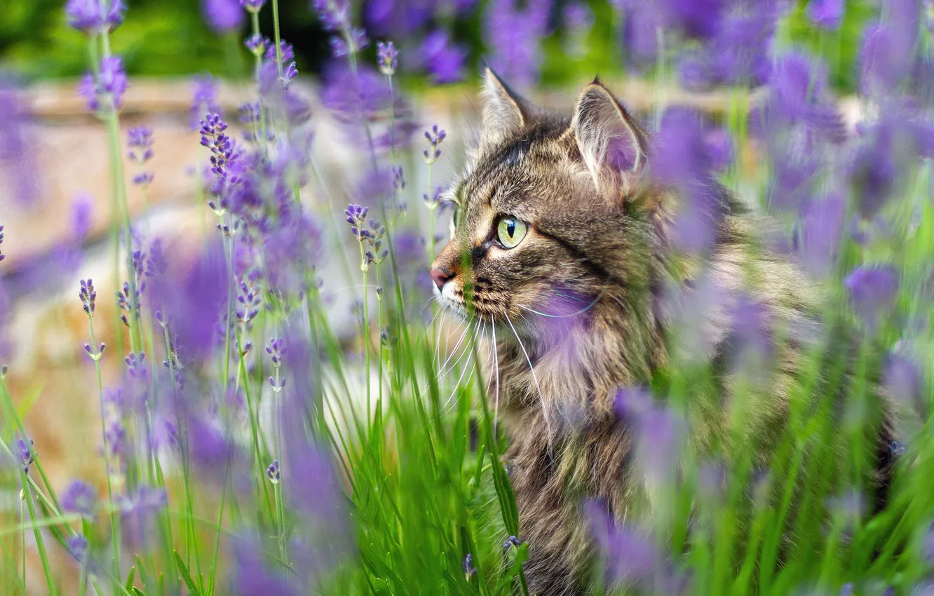 Фото обои кошка, трава, кот, морда, цветы, природа, портрет, профиль