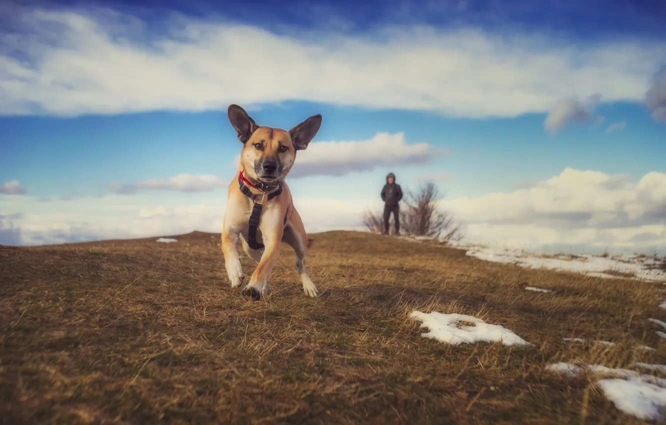 Фото обои поле, небо, собака, прогулка
