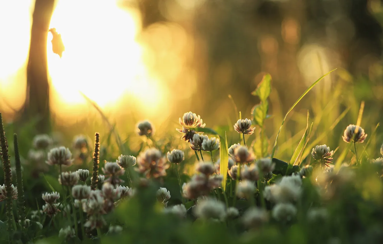 Фото обои трава, свет, природа, растения, утро, клевер
