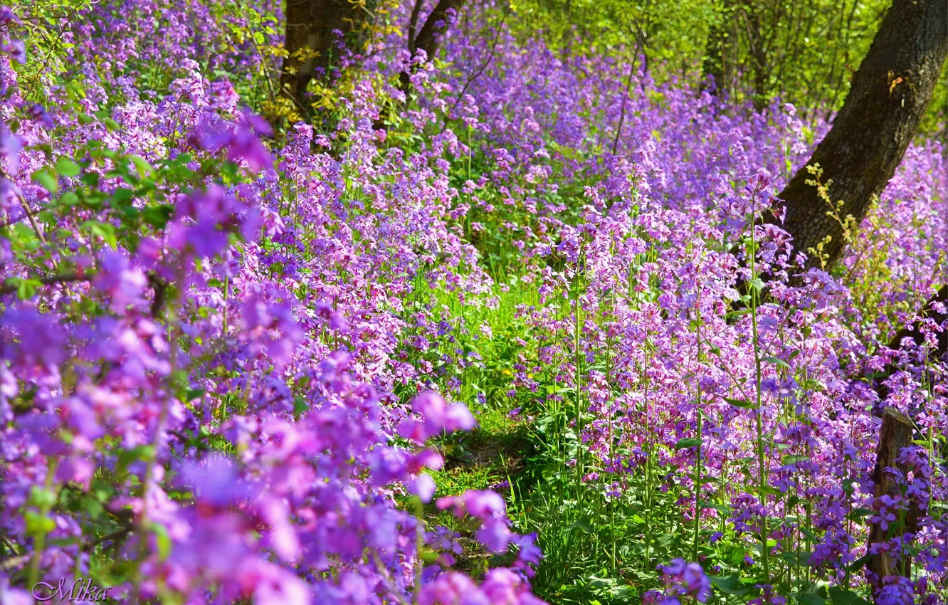 Фото обои Весна, Фиолетовые цветы, Purple flowers